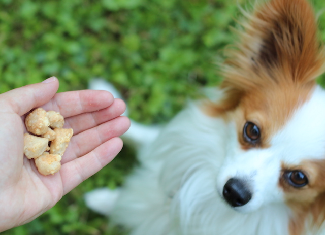 Logo mit Hund