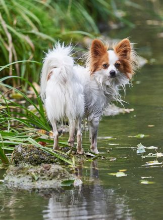 Logo mit Hund